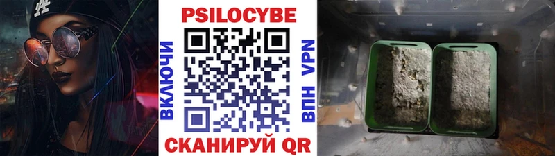 Купить закладки  Старая Русса  Псилоцибиновые грибы Psilocybe 